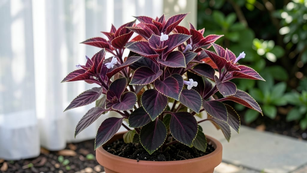 Purple Red Leaf Plant: Bold, Heat-Resistant Variety for Year-Round Harvests